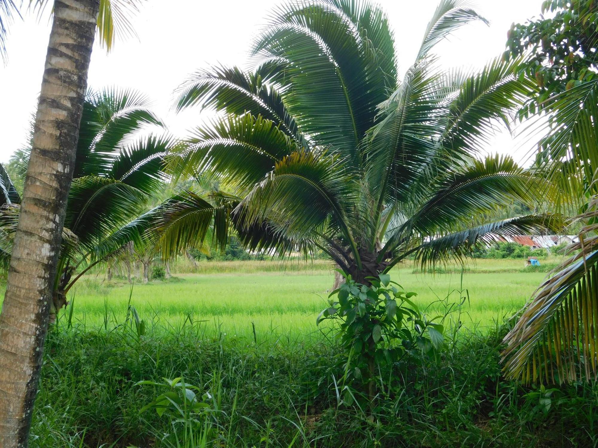 فندق Swiss Bonihouse Koh Yao Yai Ban Pru Nai المظهر الخارجي الصورة