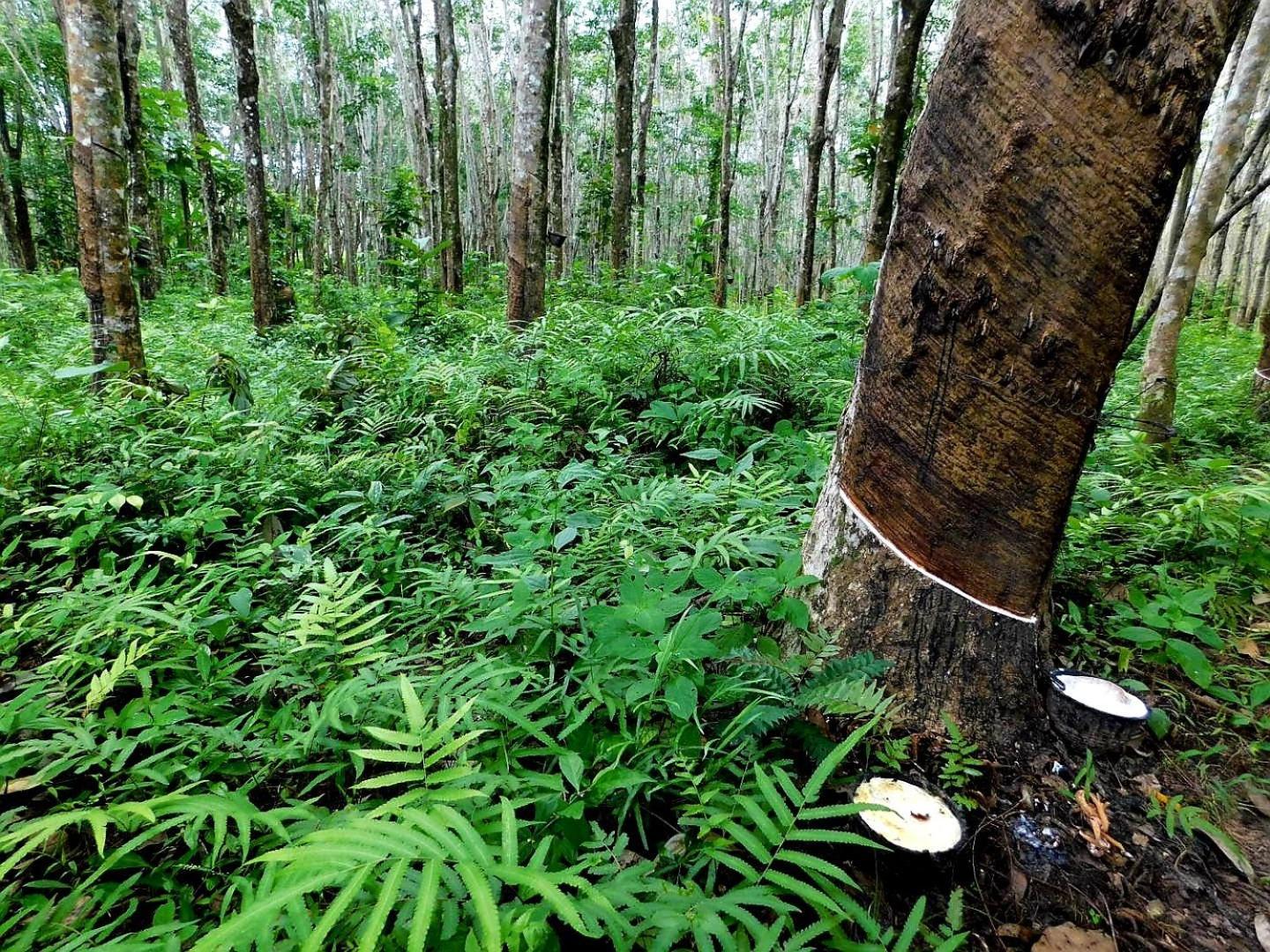 فندق Swiss Bonihouse Koh Yao Yai Ban Pru Nai المظهر الخارجي الصورة