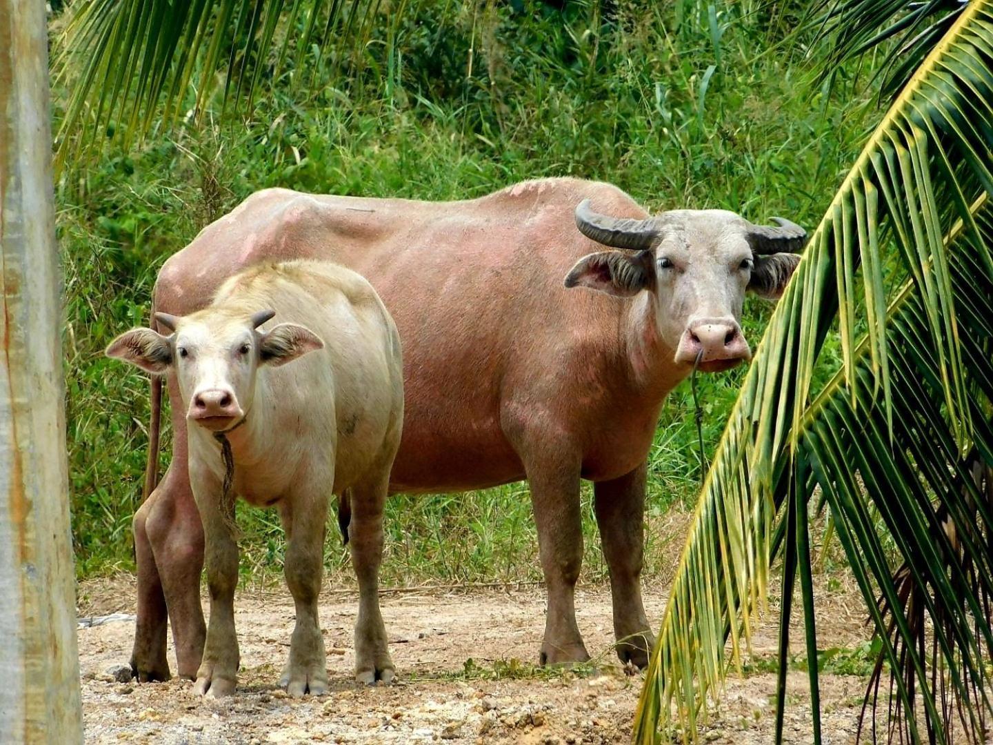 فندق Swiss Bonihouse Koh Yao Yai Ban Pru Nai المظهر الخارجي الصورة