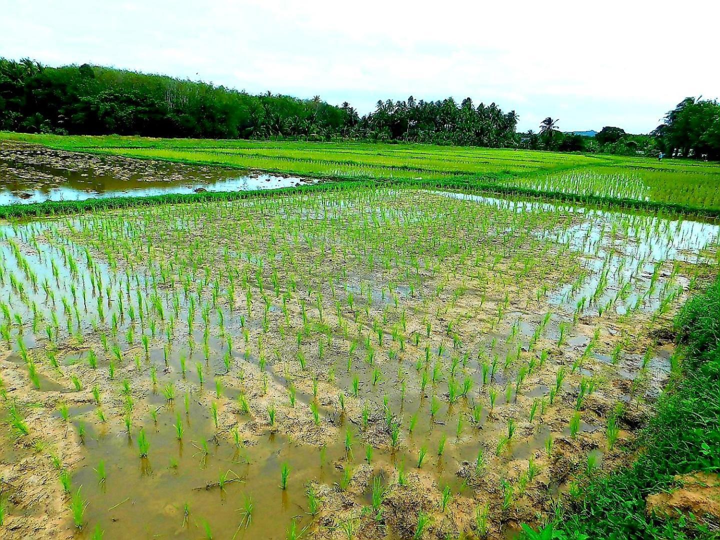 فندق Swiss Bonihouse Koh Yao Yai Ban Pru Nai المظهر الخارجي الصورة