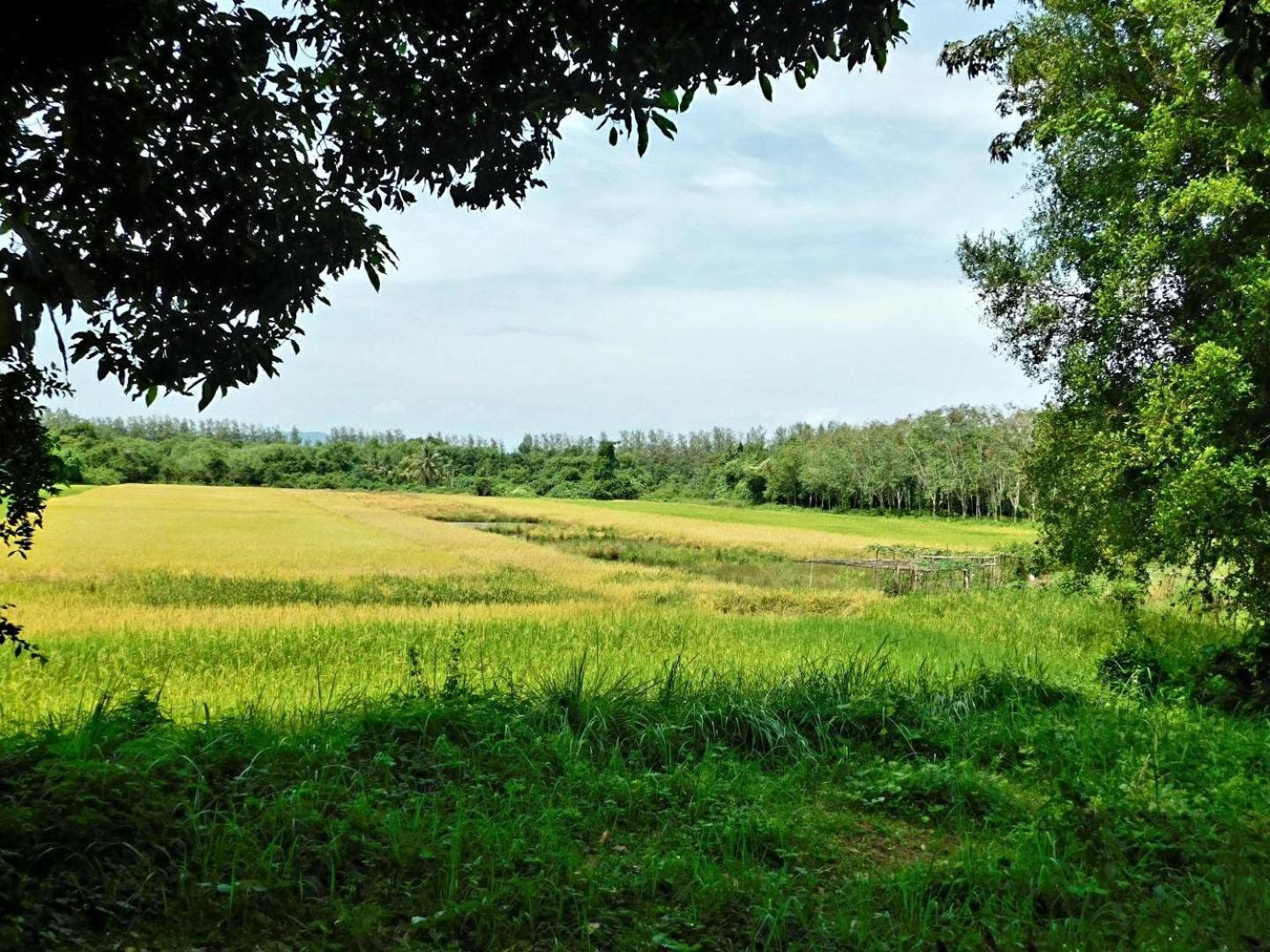 فندق Swiss Bonihouse Koh Yao Yai Ban Pru Nai المظهر الخارجي الصورة
