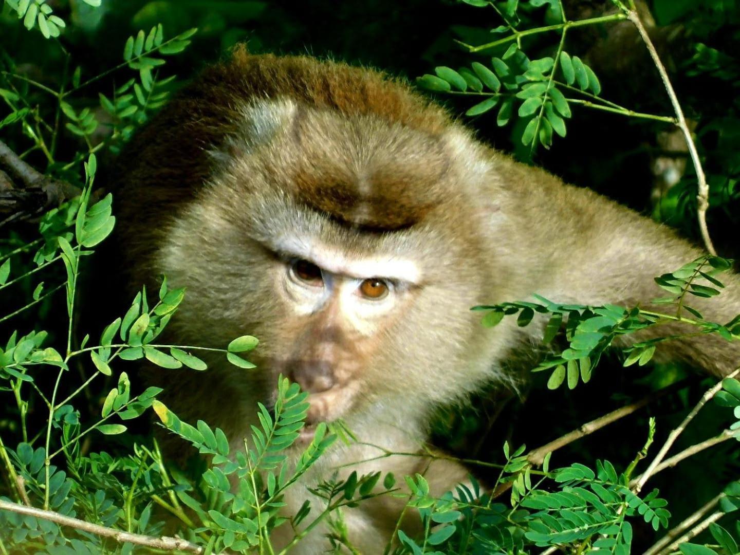 فندق Swiss Bonihouse Koh Yao Yai Ban Pru Nai المظهر الخارجي الصورة