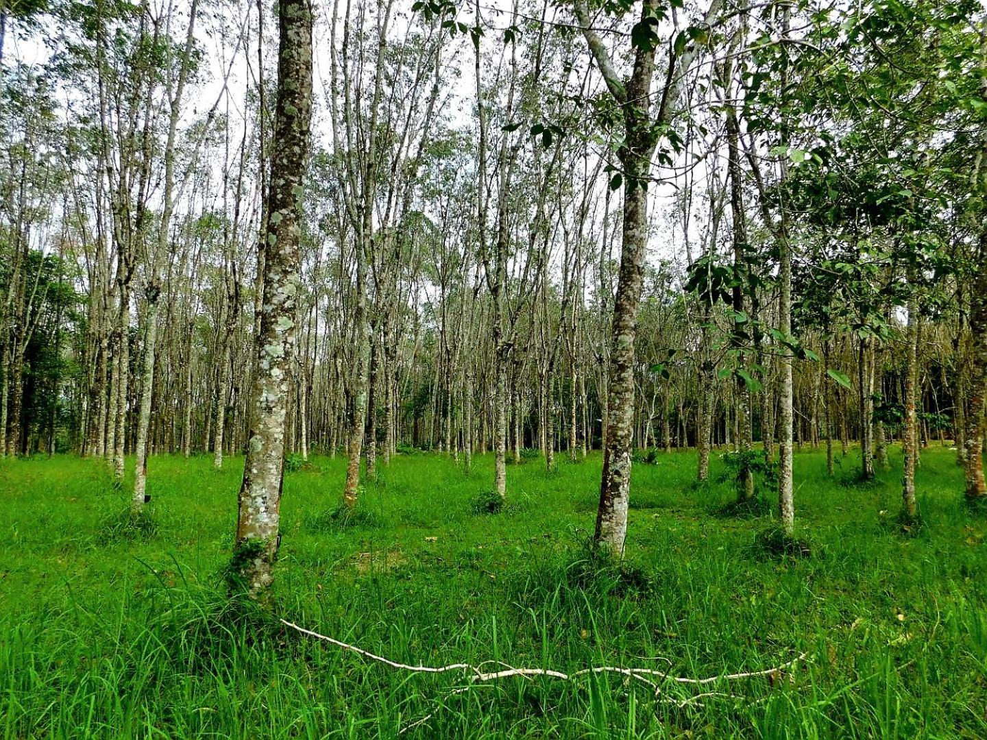 فندق Swiss Bonihouse Koh Yao Yai Ban Pru Nai المظهر الخارجي الصورة