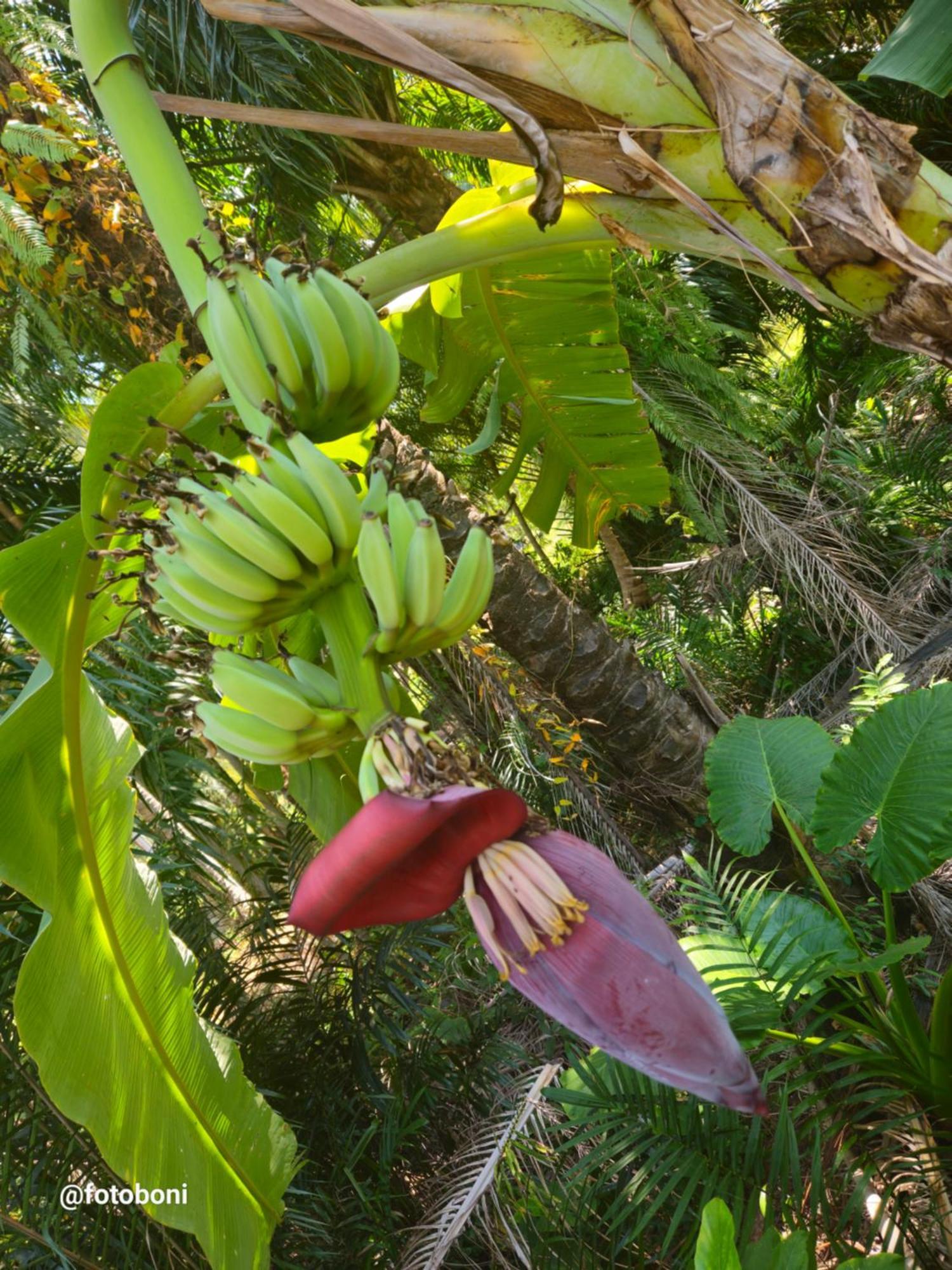فندق Swiss Bonihouse Koh Yao Yai Ban Pru Nai المظهر الخارجي الصورة